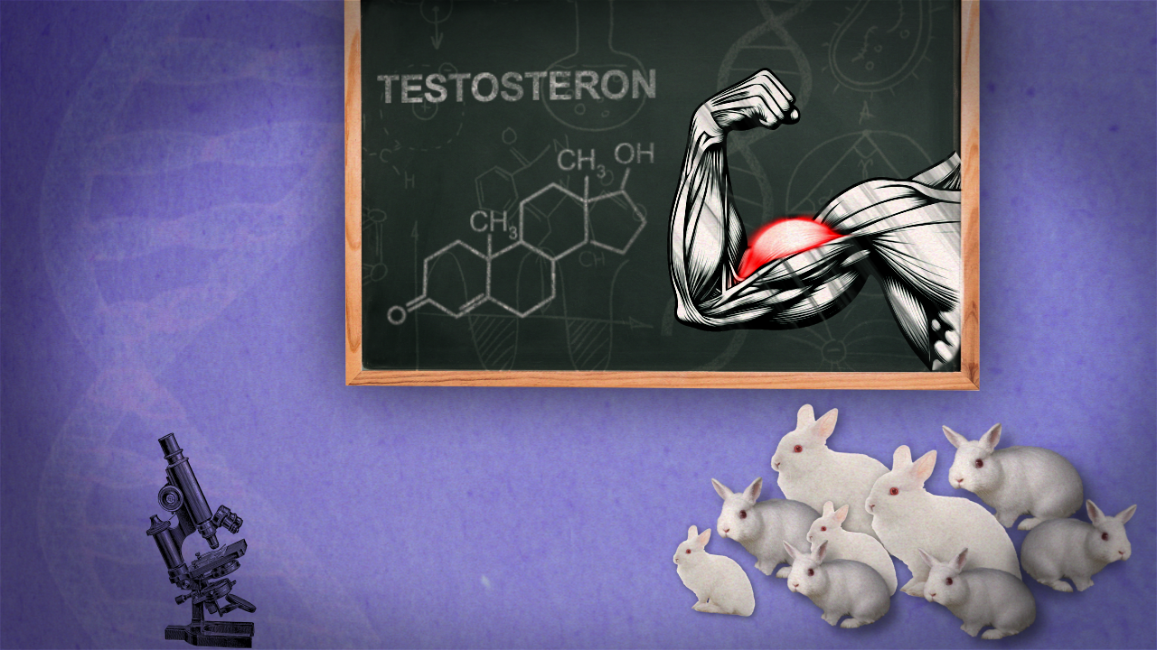 Testosteron (0-00-19-00)